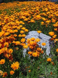 things to do in ontario ca
