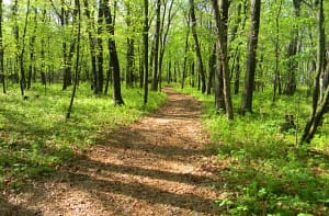 Trail in the woods.JPG