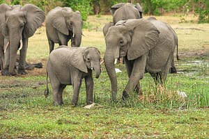 safest countries in africa